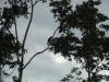 tropical hardwood with howler monkeys costa rica